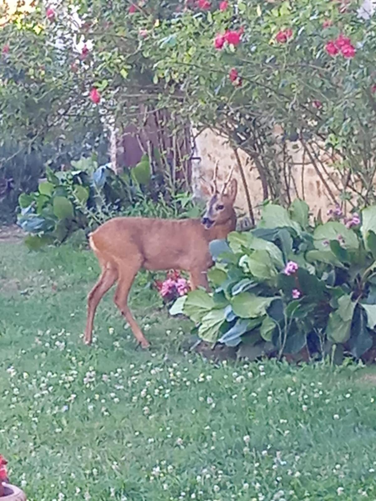 Bed and Breakfast Coucouhirondelle Brux Esterno foto